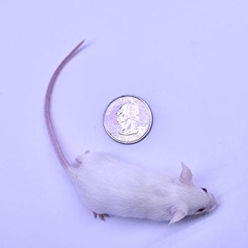 MiceDirect EST. 2003 200 Frozen Mice Combo Pack of 100 Weanlings and 100 Small Adult Feeders Snake Food for Adult Sand Boa Corn Milk Snakes (2-3 in)(3200 Grams Min)