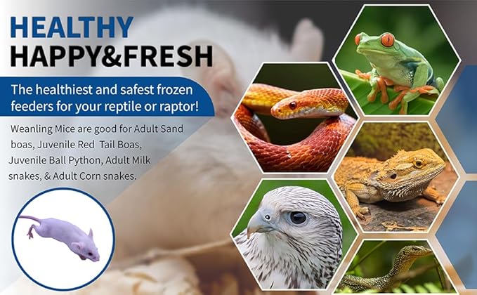 MiceDirect 75 Frozen Mice Weanling Feeders Snake Food for Juvenile Red Tail Boas Ball Python Adult Milk Snakes Corn Sand Boa (2-2.5 in) (Pack of 75) (975 Grams Min)