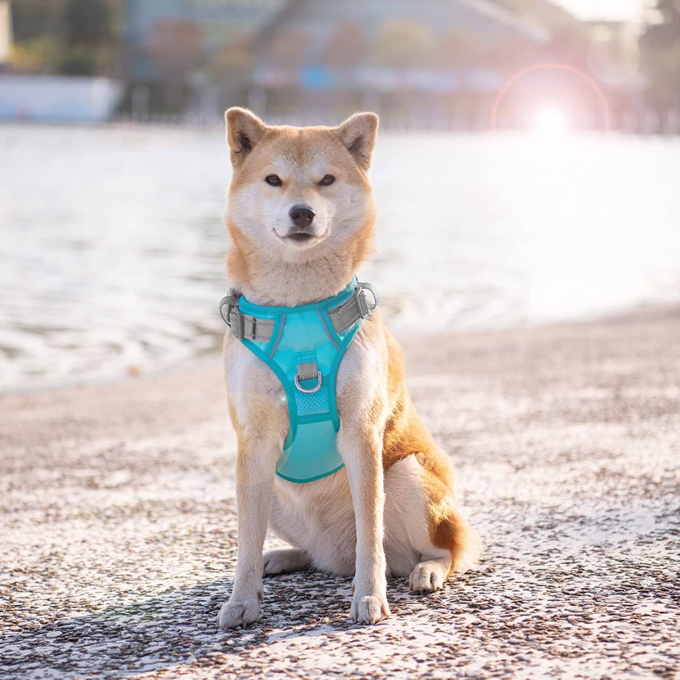 PHOEPET No Pull Dog Harness, Unique Colors Reflective Adjustable Dog Vest, with Soft Training Handle Metal Clips for Small Medium Large Dogs (Mint Green Base & Grey Straps,S)