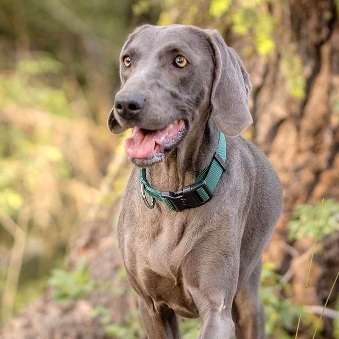 Blueberry Pet Essentials Matching Dog Collar Leash Harness Set in Verdant Green, Adjustable Classic Solid Color Nylon Collar with Harness & 4 ft Leash for Large Dogs