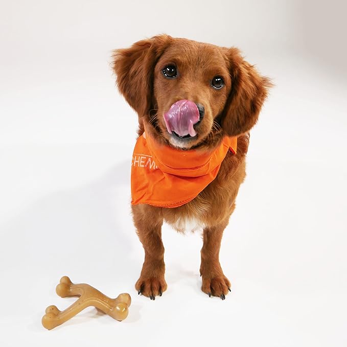 Nylabone Gourmet Style Wishbone Strong Chew Toy for Dogs, Chicken Flavor, Small - Up to 25 lbs, 1 Count