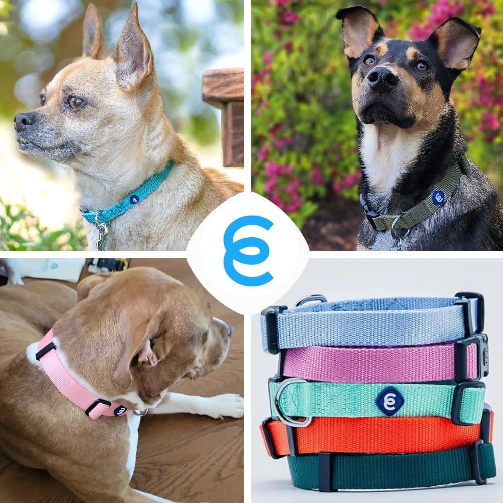 Blueberry Pet Essentials Large Dog Collar in Emerald | Adjustable & Eco-Friendly Durable Nylon Strap | Classic Collar for Large Dogs, Boy & Girl Pets