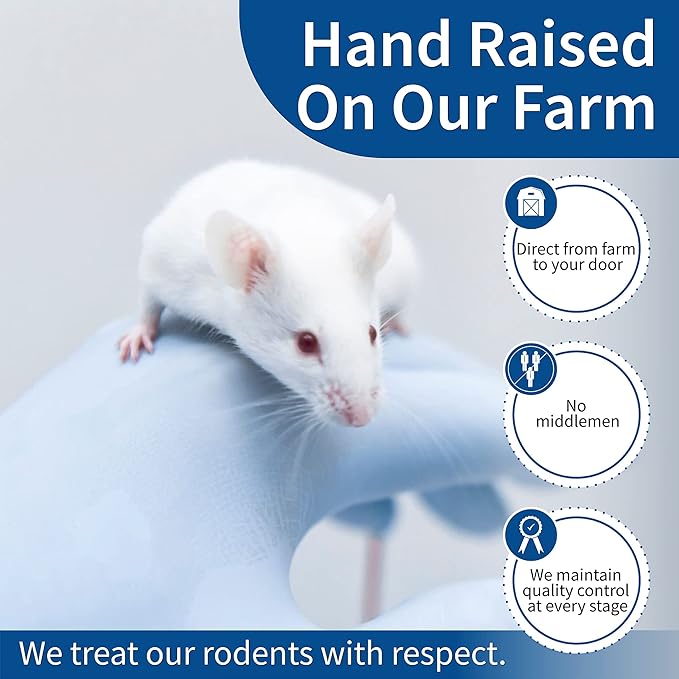 MiceDirect- 40 Rat Weanlings- Fresh Fast Frozen Food Feeders for SubAdult Ball Python Red Tail Boa Monitor Lizard Birds of Prey Pet Reptiles
