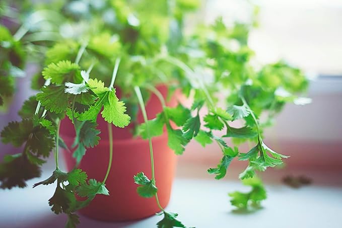 GARDENERA Cilantro Plant Potting Soil - Enhance Flavor and Health with Professional Grade Nutrient-Rich Mix - 3 Quart