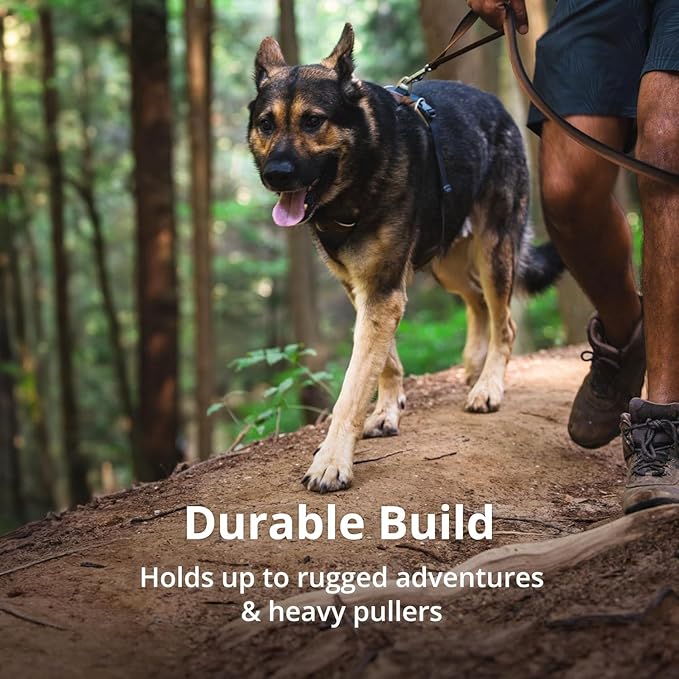 Ruffwear, Front Range Dog Harness, Reflective Soft Padded Everyday Harness with Dual Leash Clips, Adjustable and Lightweight Fit for Training or Walking for All Dogs, Basalt Gray, Medium