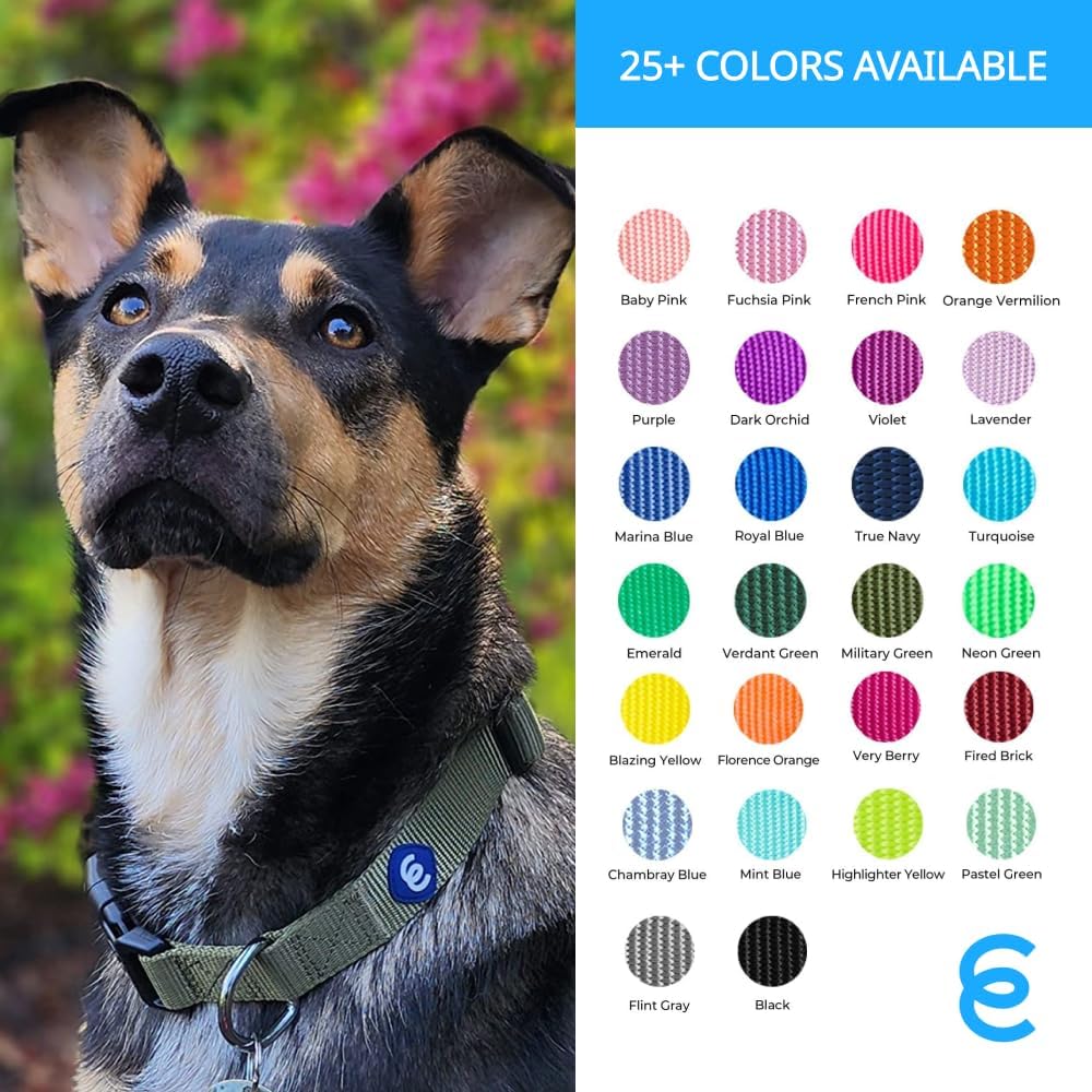 Blueberry Pet Essentials Small Dog Collar | Girl Dog Collars Fall | Female Dog Collar Small | Florence Orange Dog Collars for Small Dogs | Quick Release Dog Collar | Florence Orange Nylon Dog Collar