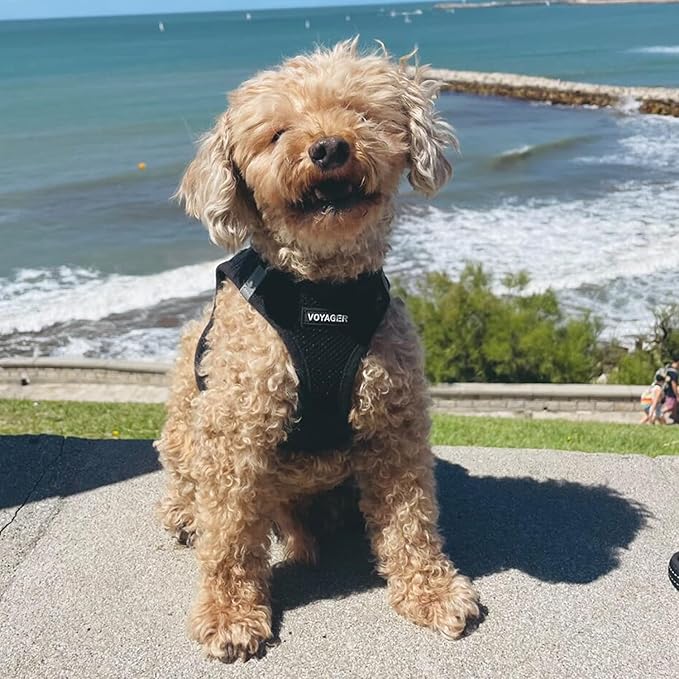 Best Pet Supplies - All Weather Mesh / Plush, Reflective, No Pull Harness for Small, Medium Dogs, Cats - Secure with Hook & Loop Fastener, Buckle, Double D-Rings - Black/Black Trim, L