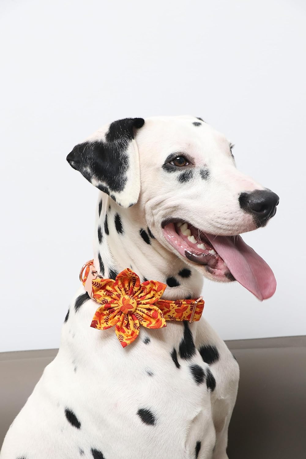 Lionet Paws Dog Collar with Flower - Cute Cotton Adjustable Flower Dog Cat Collar with Metal Buckle for Puppy Girl Gift, XS, Neck 8-12in