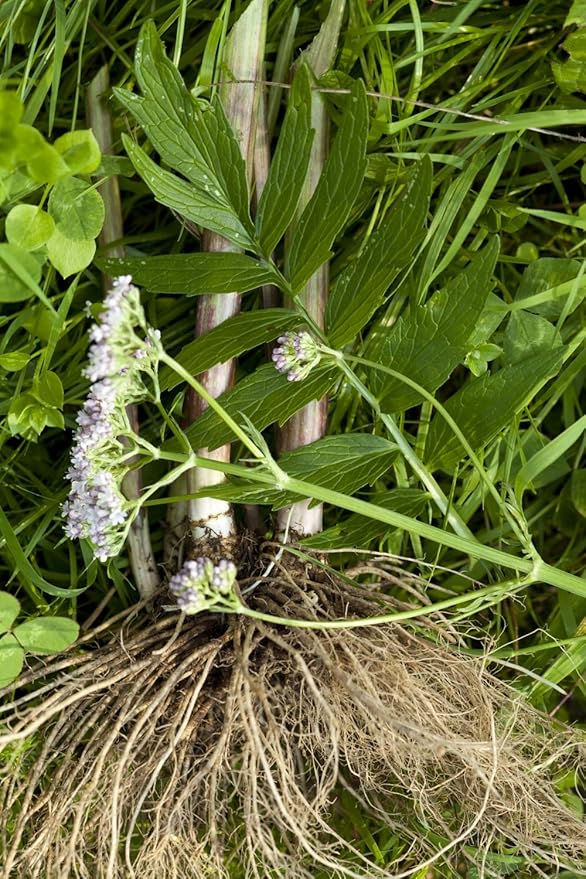 Health Embassy Valerian Root | Valeriana Officinalis L | 100% Natural (100g)