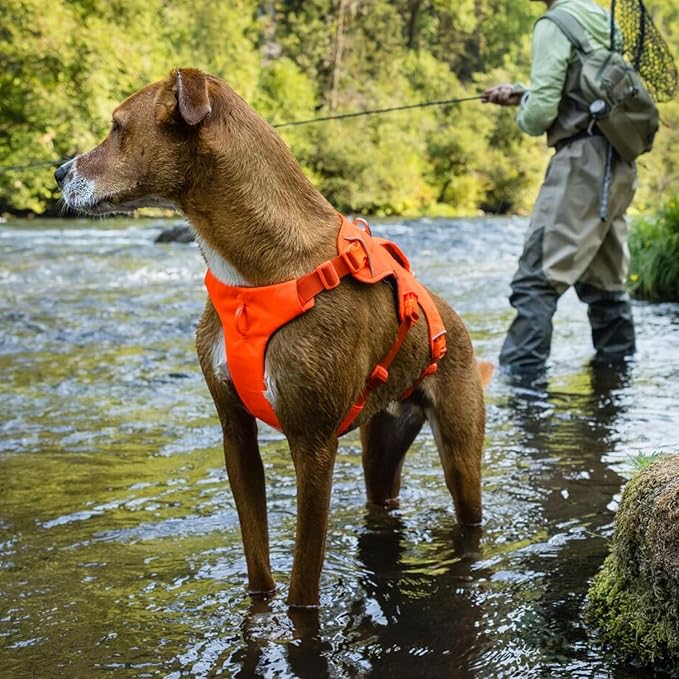 Ruffwear, Web Master, Multi-Use Support Dog Harness, Hiking and Trail Running, Service and Working, Everyday Wear, River Rock Green, X-Small