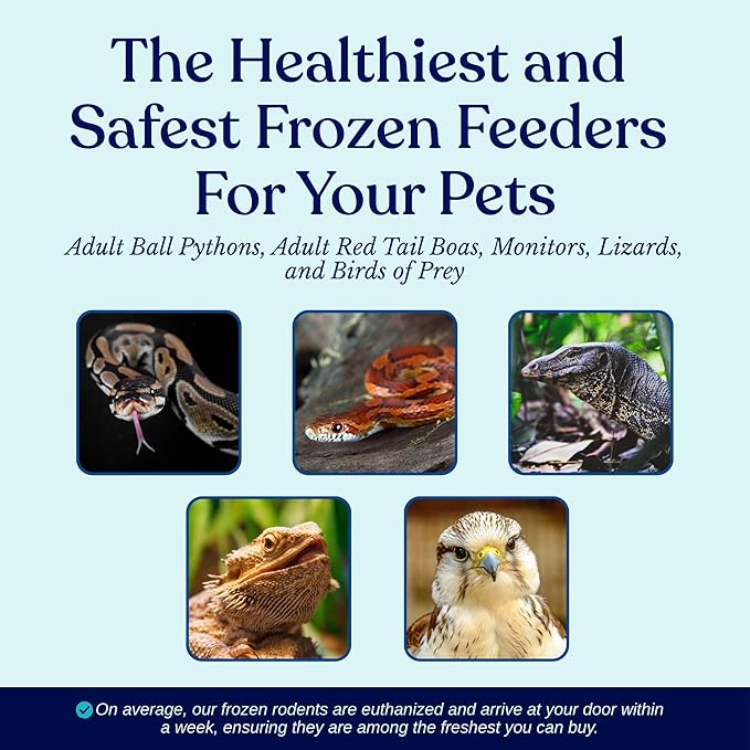 MiceDirect 30 Premium Frozen Rat Medium Feeders Snake Food for Juvenile Ball Pythons Monitors Lizards (30 Count)(6-8 in)(2550 Grams Min)