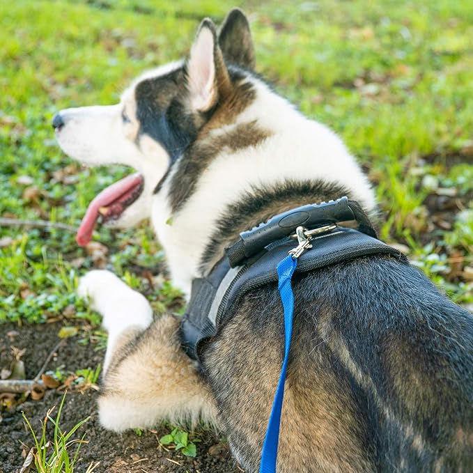Hi Kiss Dog/Puppy Obedience Recall Training Agility Lead - 15ft 20ft 30ft 50ft 100ft Leash - Great for Play, Camping, or Backyard - Orange