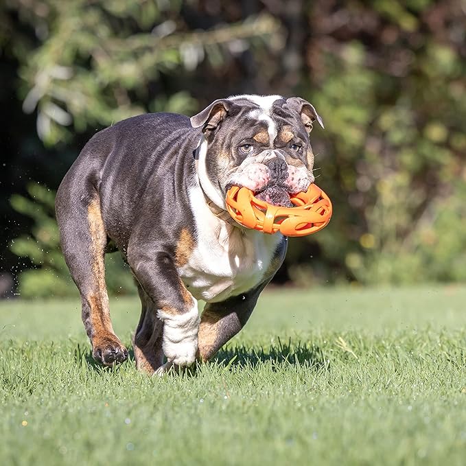 Chuckit! Air Fetch Wheel Dog Toy, Orange